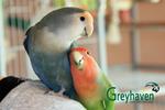 Greyhaven Exotic Bird Sanctuary logo